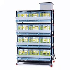 Jumbo quail breeding for sale  Delivered anywhere in USA 