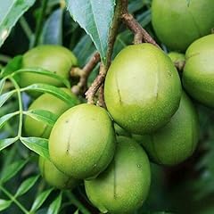 June plum jobo for sale  Delivered anywhere in USA 