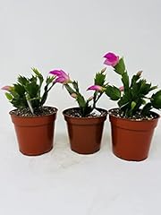 Christmas cactus blooms for sale  Delivered anywhere in USA 