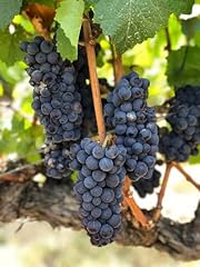 Pinot noir grape for sale  Delivered anywhere in USA 