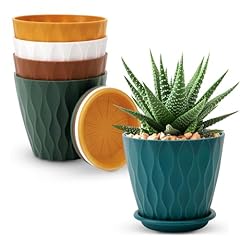 Ynnico inch plant for sale  Delivered anywhere in USA 
