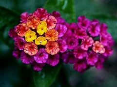 Florida fuschia lantana for sale  Delivered anywhere in USA 