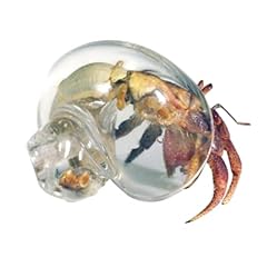 House crabe ermite d'occasion  Livré partout en France