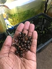 Mixed color ramshorn for sale  Delivered anywhere in UK