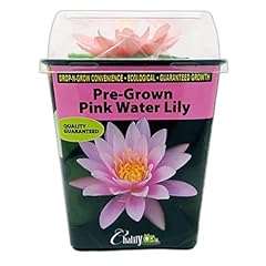 Chalily water lily for sale  Delivered anywhere in USA 