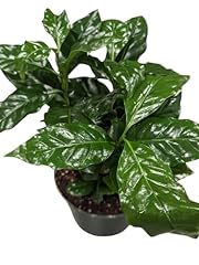 Arabica coffee real for sale  Delivered anywhere in USA 
