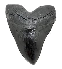 Megalodon giant shark for sale  Delivered anywhere in USA 