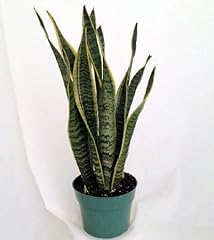 Snake plant mother for sale  Delivered anywhere in USA 