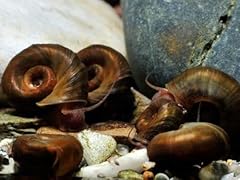 Pond snails native for sale  Delivered anywhere in UK