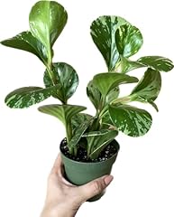 Live rubber plant for sale  Delivered anywhere in USA 