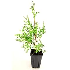 American arborvitae seeds for sale  Delivered anywhere in USA 