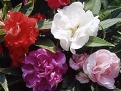 Impatiens poucet mix d'occasion  Livré partout en France