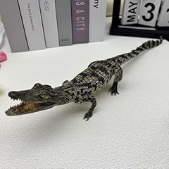 Real crocodile taxidermy for sale  Delivered anywhere in USA 