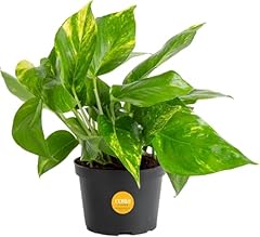 Costa farms golden for sale  Delivered anywhere in USA 