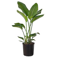 United nursery white for sale  Delivered anywhere in USA 