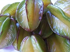 Tropical starfruit tree for sale  Delivered anywhere in USA 
