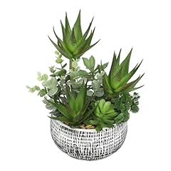 Large succulents aloe for sale  Delivered anywhere in USA 