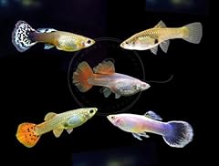 Swimming creatures assorted for sale  Delivered anywhere in USA 