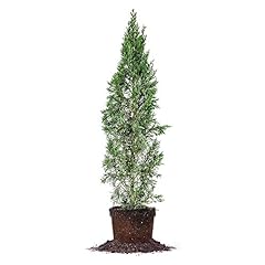 Italian cypress size for sale  Delivered anywhere in USA 