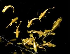Breeding pair full for sale  Delivered anywhere in USA 
