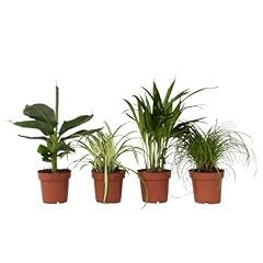 Plant box tierfreundlichen gebraucht kaufen  Wird an jeden Ort in Deutschland