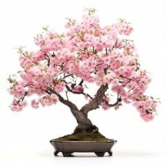 Japanese cherry blossom for sale  Delivered anywhere in USA 