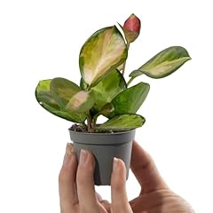 Baby wax plant for sale  Delivered anywhere in UK