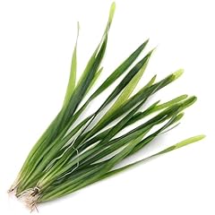 K2aqua vallisneria americana for sale  Delivered anywhere in UK
