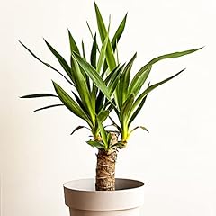 Occasions yucca stem for sale  Delivered anywhere in UK