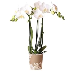 Orchid phalaenopsis kolibri for sale  Delivered anywhere in UK