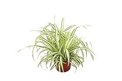 Ocean spider plant for sale  Delivered anywhere in USA 