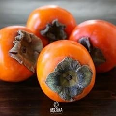 Persimmon tree varietal for sale  Delivered anywhere in UK
