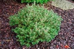 Brevifolia dwarf mugo for sale  Delivered anywhere in USA 