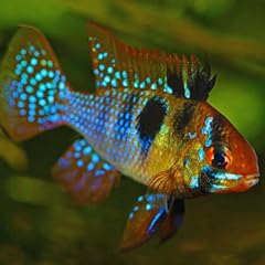 German blue ram for sale  Delivered anywhere in USA 