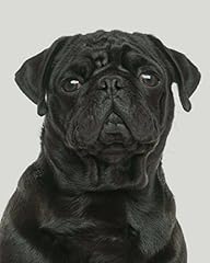 Pug artified pets for sale  Delivered anywhere in USA 