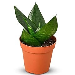 Snake plant jade for sale  Delivered anywhere in USA 