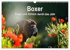 Boxer frech fröhlich gebraucht kaufen  Wird an jeden Ort in Deutschland