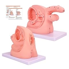 2pcs catheterization model for sale  Delivered anywhere in UK