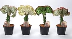 Euphorbia lactea mixed for sale  Delivered anywhere in UK