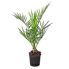 Bloomique phoenix canariensis usato  Spedito ovunque in Italia 