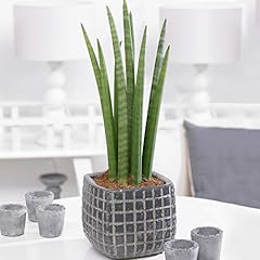 Sansevieria cyclindrica africa for sale  Delivered anywhere in UK