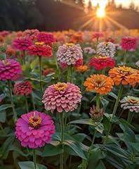 200 seeds zinnia for sale  Delivered anywhere in UK