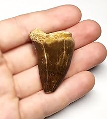 Massive mosasaurus tooth for sale  Delivered anywhere in USA 