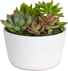 Costa farms live for sale  Delivered anywhere in USA 
