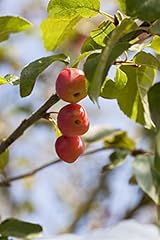 Malus red sentinel gebraucht kaufen  Wird an jeden Ort in Deutschland