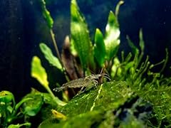 Swimming creatures amano for sale  Delivered anywhere in USA 