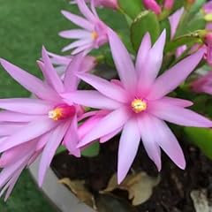 Light pink easter for sale  Delivered anywhere in USA 