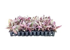 Purple queen tradescantia for sale  Delivered anywhere in USA 