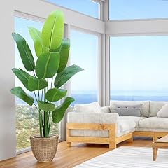 Bird paradise plant for sale  Delivered anywhere in USA 