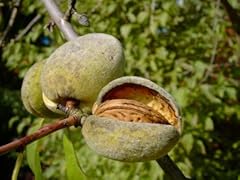 Mandelbaum dürkheimer krachma gebraucht kaufen  Wird an jeden Ort in Deutschland